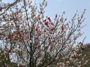 源平咲きの桜